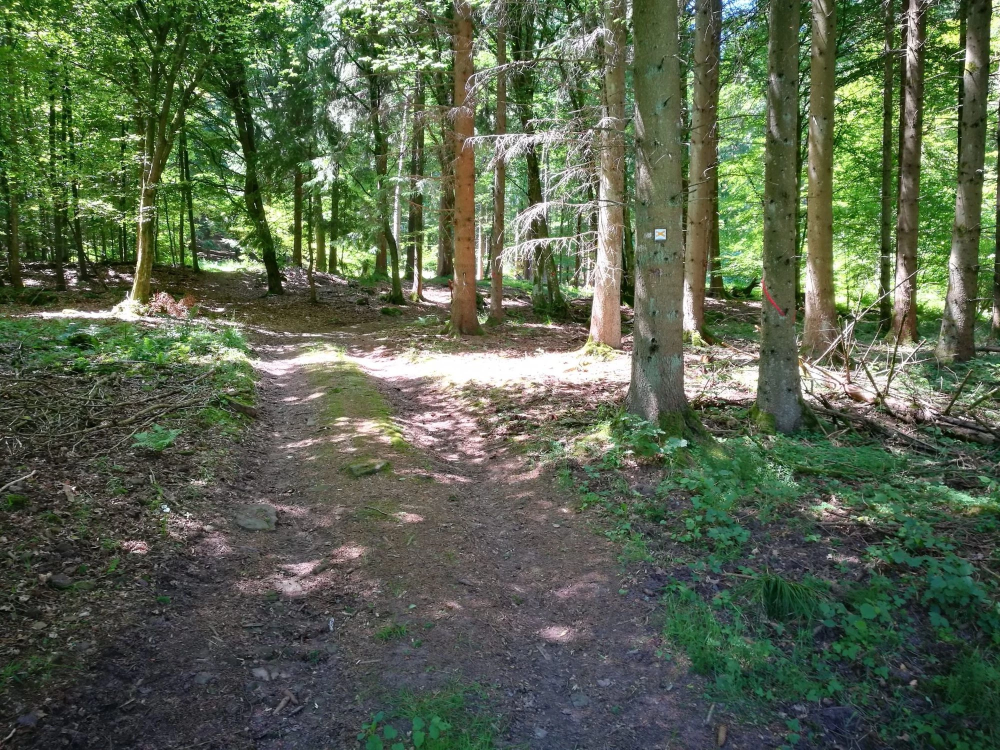 Waldweg nach der Steinbrücke – Finde das Eichhörnchen (am Baum in der Mitte)